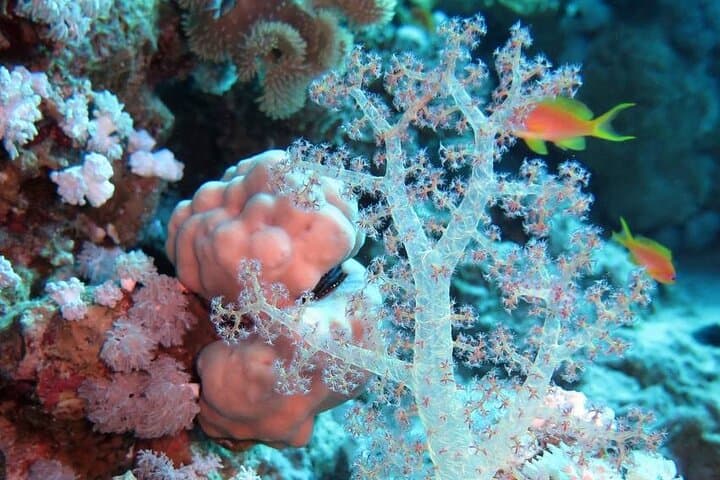 Introductory Red Sea Dive from Sharm El Sheikh: Beginner-Friendly Reef Experience photo 6