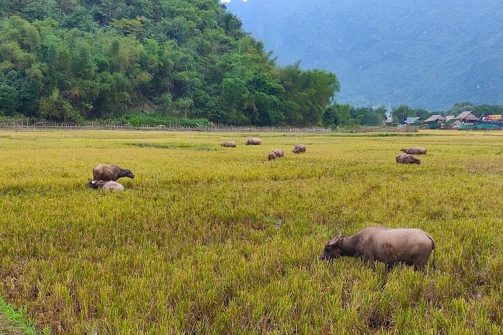 Mai Chau Day Tour from Hanoi: Cycling Through Vietnam’s Rice Valleys photo 6