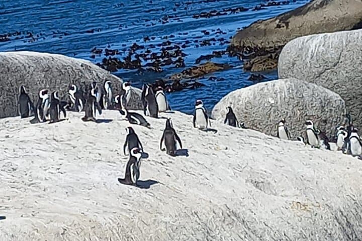 Cape Point & Boulders Beach Penguin Day Tour from Cape Town — Scenic Drive and Coastal Wildlife photo 2