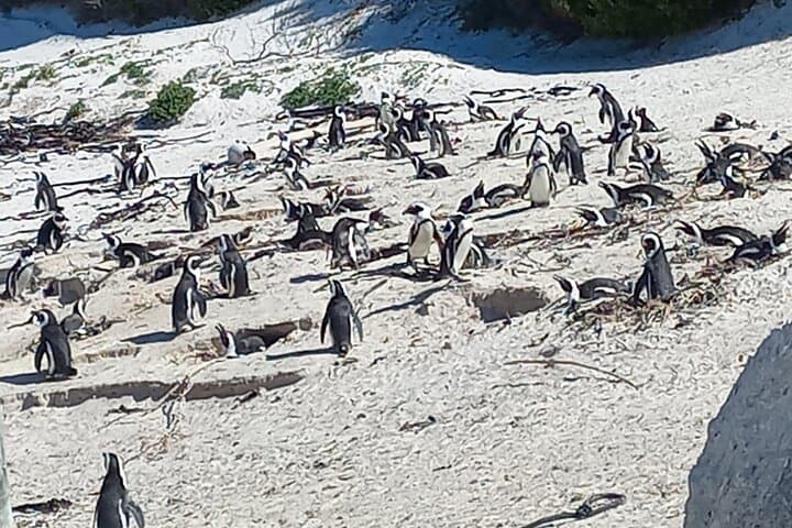 Cape Point & Boulders Beach Penguin Day Tour from Cape Town — Scenic Drive and Coastal Wildlife photo 3