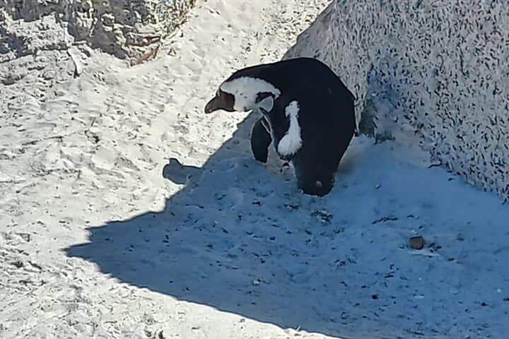 Cape Point & Boulders Beach Penguin Day Tour from Cape Town — Scenic Drive and Coastal Wildlife photo 4
