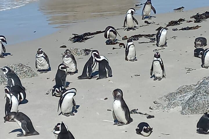 Cape Point & Boulders Beach Penguin Day Tour from Cape Town — Scenic Drive and Coastal Wildlife photo 5