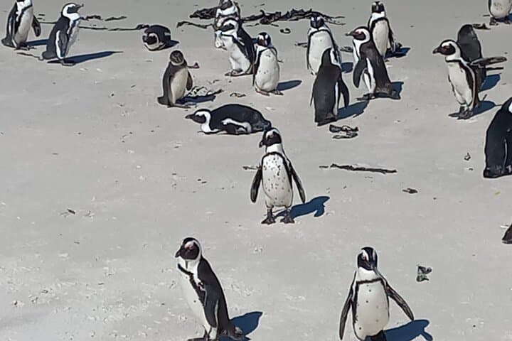Cape Point & Boulders Beach Penguin Day Tour from Cape Town — Scenic Drive and Coastal Wildlife photo 6