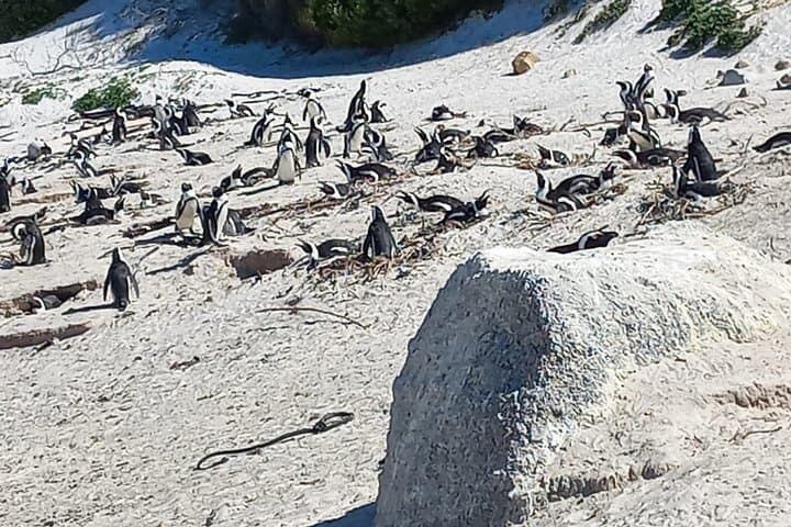 Boulders Beach Penguins and Table Mountain Half-Day Tour: Cape Town Wildlife & Views photo 3