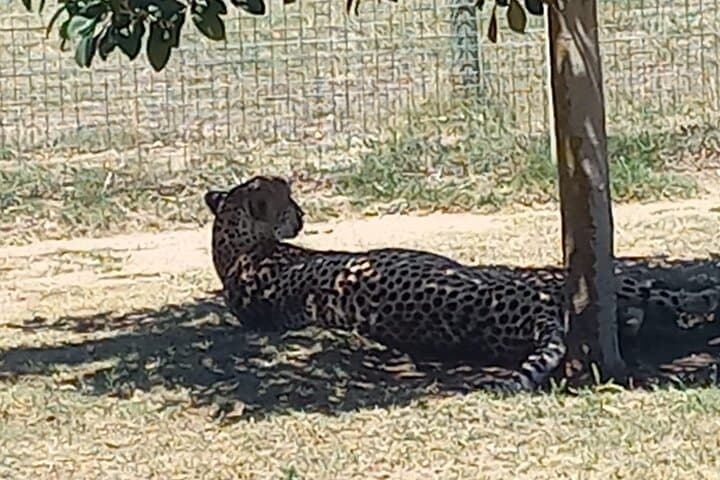 Giraffe House & Cheetah Outreach with Cape Winelands Wine Tasting photo 4