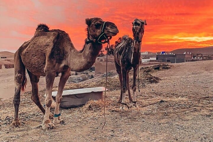 Agafay Desert Quad and Camel Ride — Sunset Safari from Marrakech