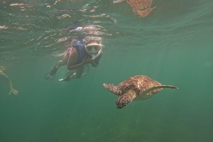 Snorkel-with-sea-turtles-in-san-juan-marine-sanctuary photo 3