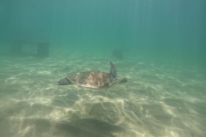 Snorkel-with-sea-turtles-in-san-juan-marine-sanctuary photo 6