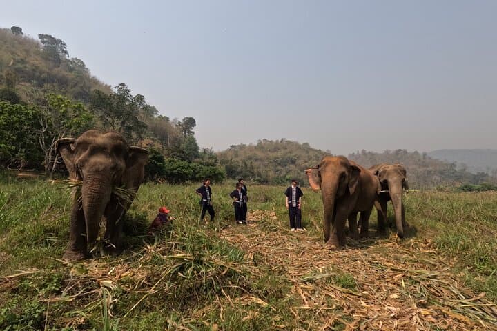 Ethical Half-Day Elephant Care Program Near Chiang Mai photo 4