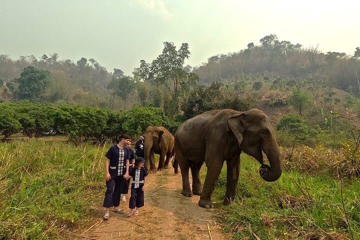 Ethical Half-Day Elephant Care Program Near Chiang Mai photo 2