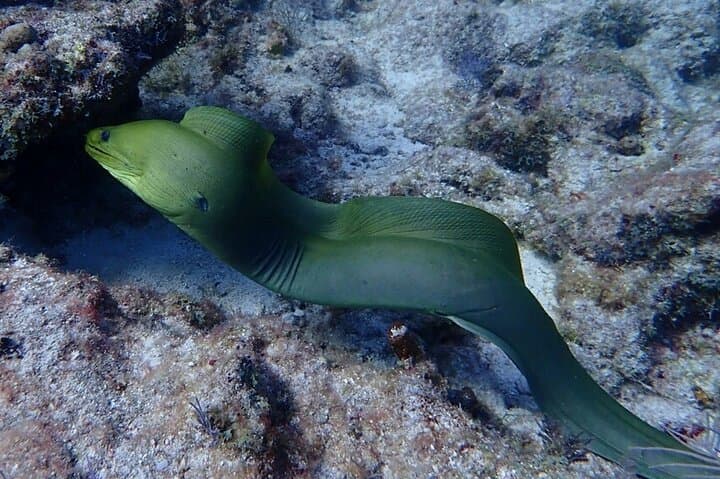 Explore the Vibrant Florida Keys Coral Reef: Half Day Snorkel Adventure in Key Largo photo 5