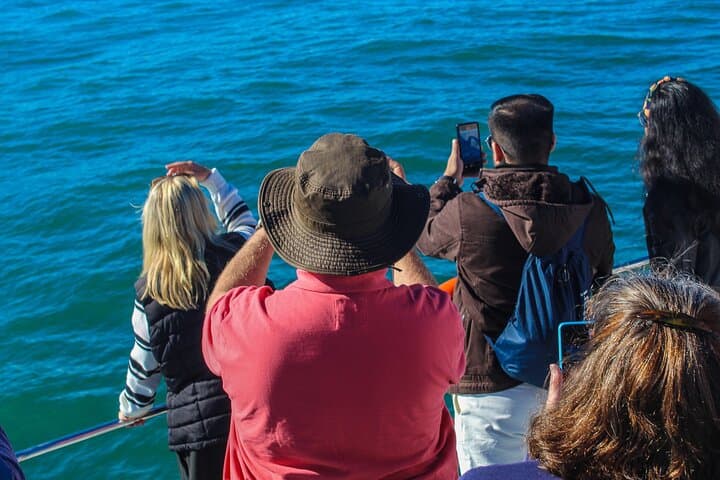 Whale Watching from Cape Town: Hermanus Penguins & Wine Day Trip photo 5