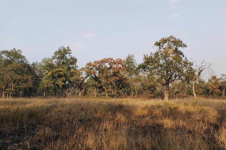 Full-Day Jungle Walk in Chitwan National Park: Guided Wildlife Trek from Sauraha photo 4
