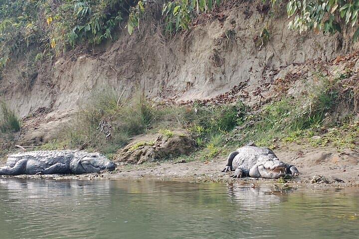 Overnight Tiger-Tracking Tower Stay in Chitwan National Park photo 2