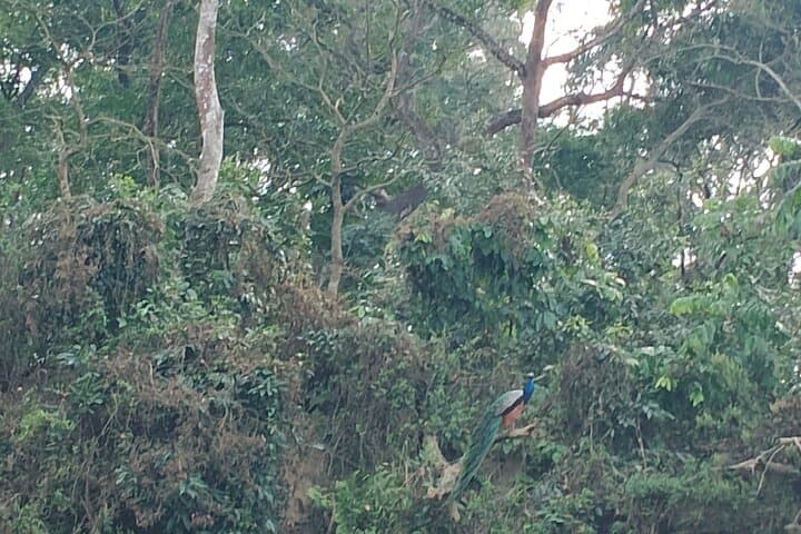 Overnight Tiger-Tracking Tower Stay in Chitwan National Park photo 3