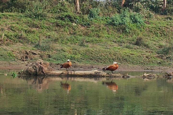 Overnight Tiger-Tracking Tower Stay in Chitwan National Park photo 4