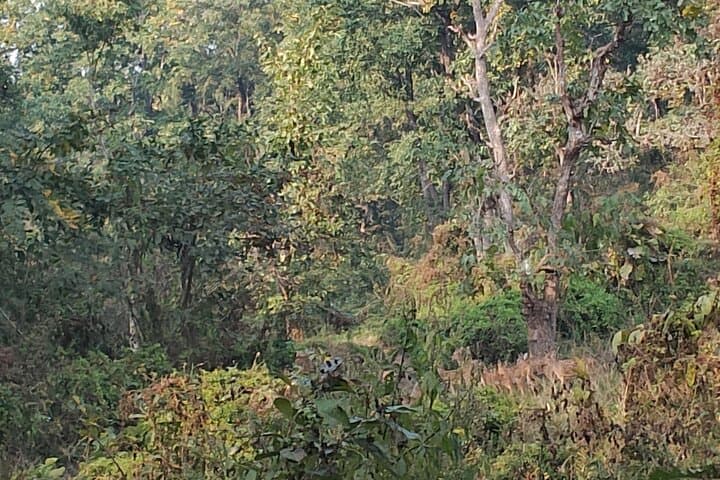 Overnight Tiger-Tracking Tower Stay in Chitwan National Park photo 5
