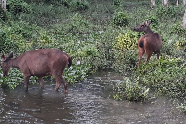 Overnight Tiger-Tracking Tower Stay in Chitwan National Park photo 6