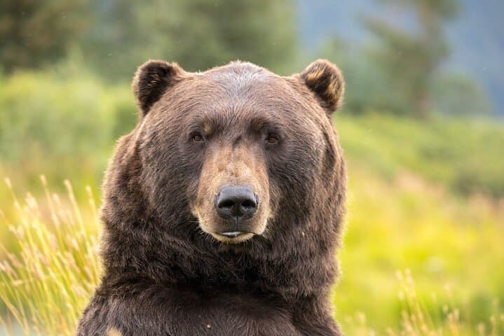 Exploring Alaska Wildlife Conservation Center: Scenic Tour from Anchorage Along Turnagain Arm
