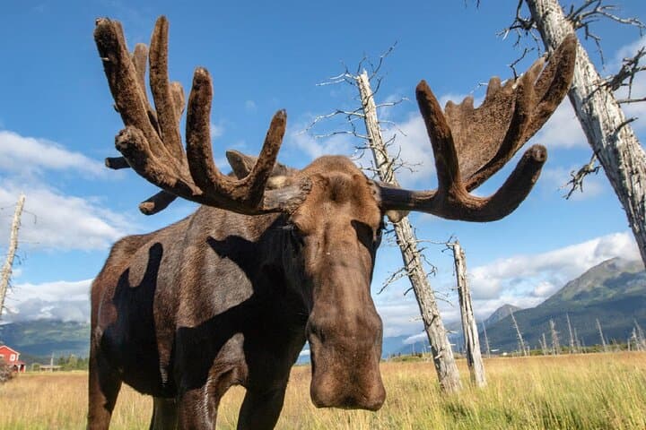 Exploring Alaska Wildlife Conservation Center: Scenic Tour from Anchorage Along Turnagain Arm photo 2