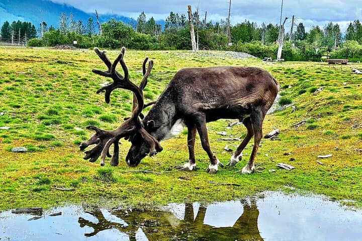 Exploring Alaska Wildlife Conservation Center: Scenic Tour from Anchorage Along Turnagain Arm photo 6