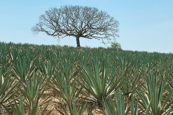 Oaxaca Mezcal Day Experience: Palenque Tour, Tasting & Agave Trek photo 3
