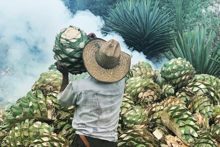 Oaxaca Mezcal Day Experience: Palenque Tour, Tasting & Agave Trek