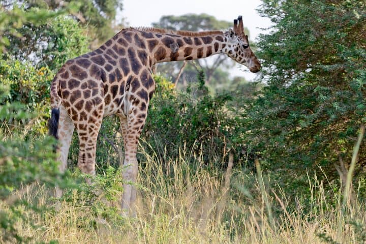14-Day Private Uganda Safari: Gorillas, Chimpanzees & Great Lakes Expedition photo 5
