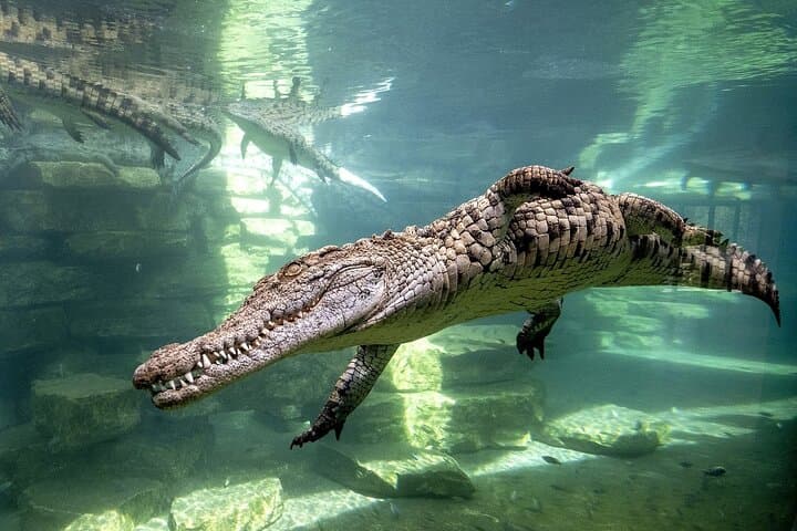 Dubai Crocodile Park Tour with Pickup — Nile Crocodiles, Walkways & Gardens photo 4