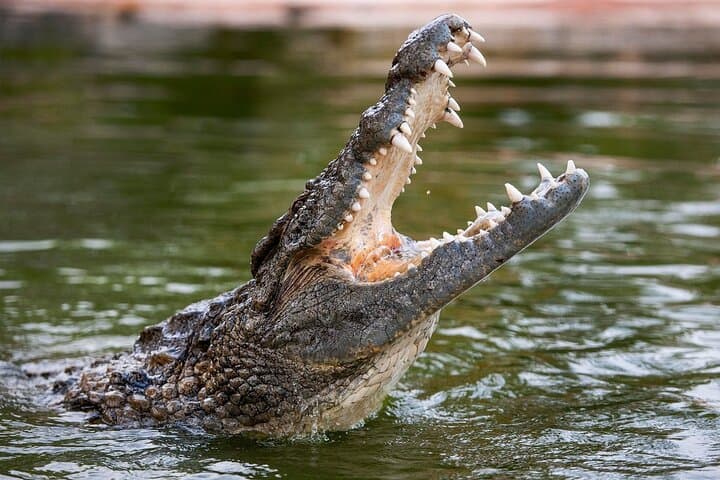 Dubai Crocodile Park Tour with Pickup — Nile Crocodiles, Walkways & Gardens photo 5