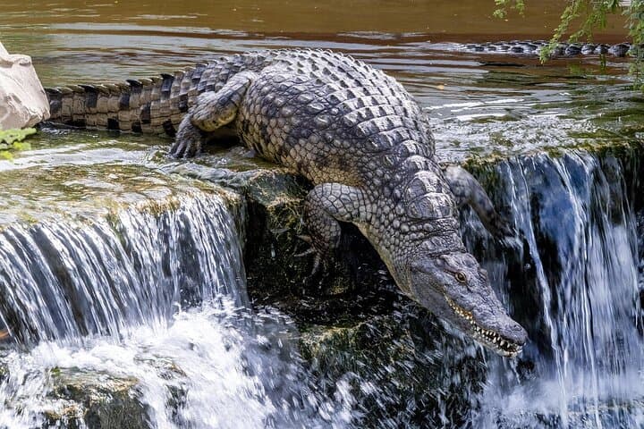 Dubai Crocodile Park Tour with Pickup — Nile Crocodiles, Walkways & Gardens photo 6