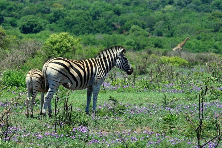 7-Day Kidepo & Sipi Falls Safari — Remote Wildlife, Karamojong Culture & Mt. Elgon Trails