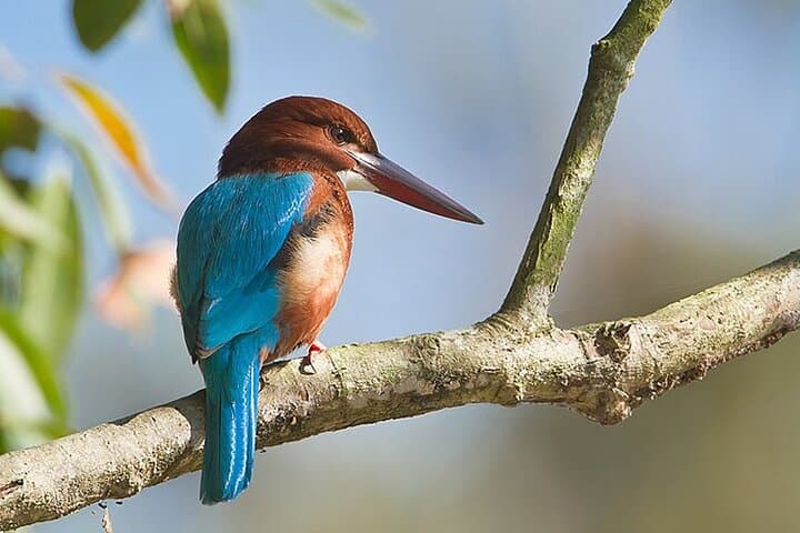 Canoe Birding in Chitwan National Park: Rapti River Wildlife Canoe Tour photo 2