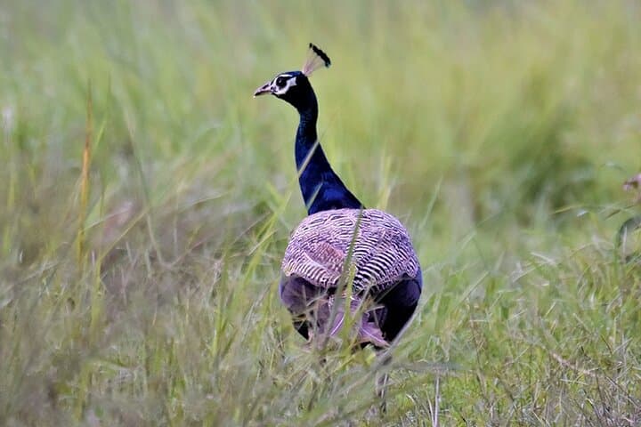 Private Jeep Safari in Chitwan: See One-Horned Rhinos and Rich Birdlife photo 3