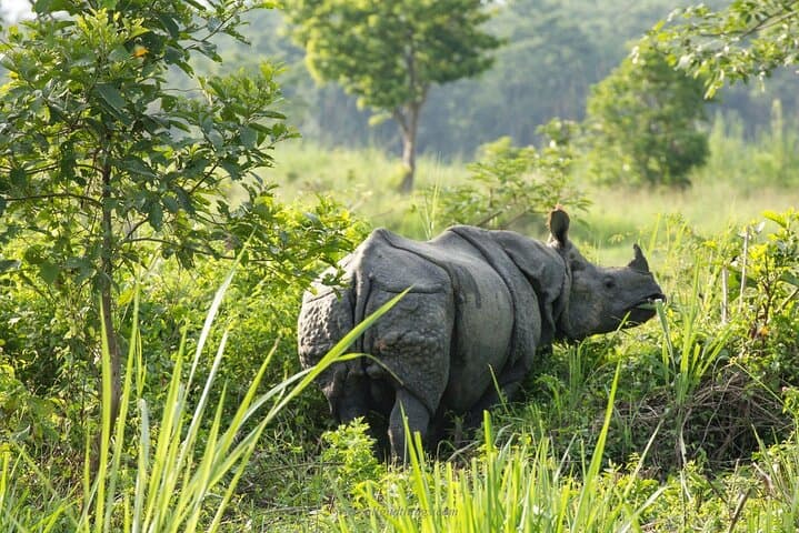 Private Jeep Safari in Chitwan: See One-Horned Rhinos and Rich Birdlife photo 5