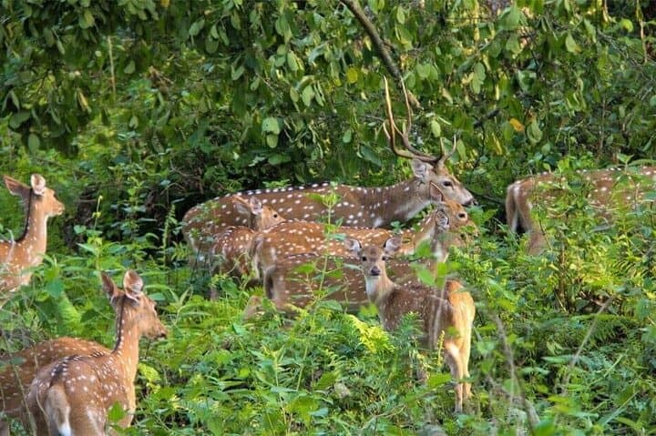 Chitwan Combo: Jeep Safari, Canoe Trip & Guided Jungle Walk photo 5