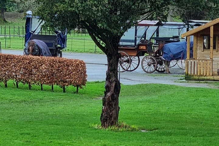 Killarney National Park Private Minibus Tour — Torc Waterfall, Ladies View & Ross Castle photo 5
