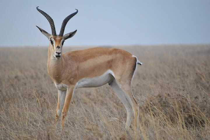Mikumi National Park Safari by Train from Dar es Salaam — Day Trip Guide photo 2