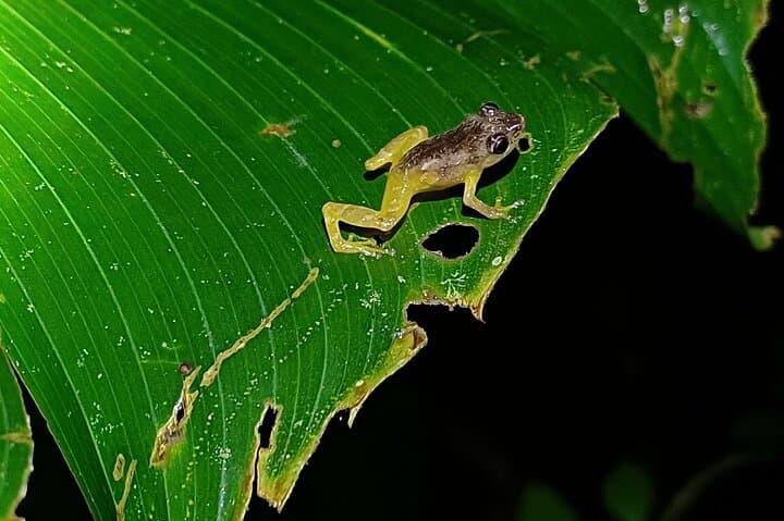 Monteverde Night Walks — Wildlife After Dark in Costa Rica's Cloud Forest photo 2