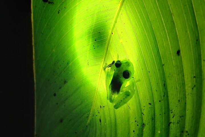 Monteverde Night Walks — Wildlife After Dark in Costa Rica's Cloud Forest photo 3
