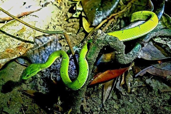 Monteverde Night Walks — Wildlife After Dark in Costa Rica's Cloud Forest photo 4