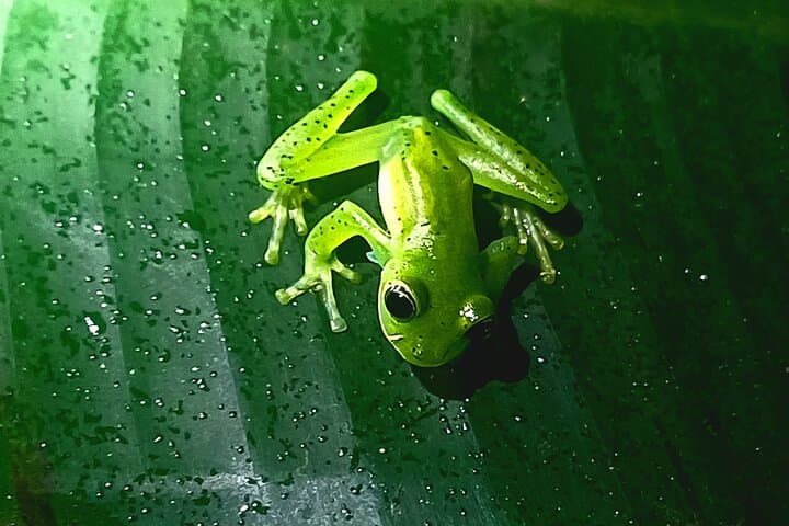 Monteverde Night Walks — Wildlife After Dark in Costa Rica's Cloud Forest photo 5