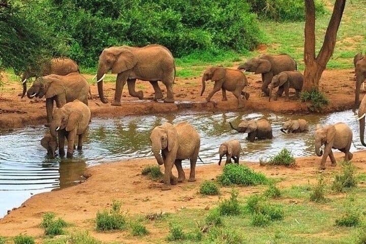 Maasai Mara Safari Expedition: 3-Day Wildlife Adventure from Nairobi