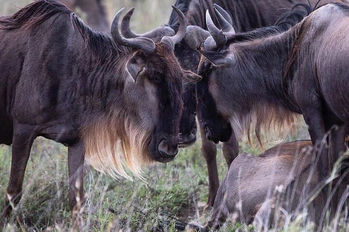 Maasai Mara Safari Expedition: 3-Day Wildlife Adventure from Nairobi photo 2