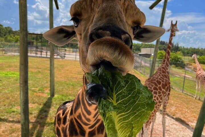 Maasai Mara Safari Expedition: 3-Day Wildlife Adventure from Nairobi photo 4
