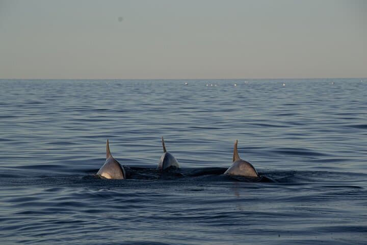 Pula Private Golden Hour Sail: Sunset Cruise to Brijuni & Dolphin Watching photo 5