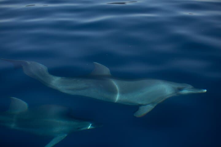Pula Private Golden Hour Sail: Sunset Cruise to Brijuni & Dolphin Watching photo 4