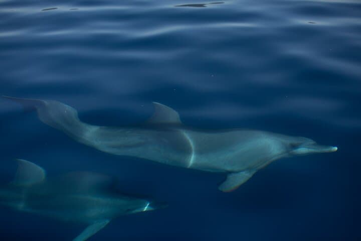 Pula Sunset Cruise to Brijuni: Small-Group Sailing, Sunset Swim & Local Drinks photo 6