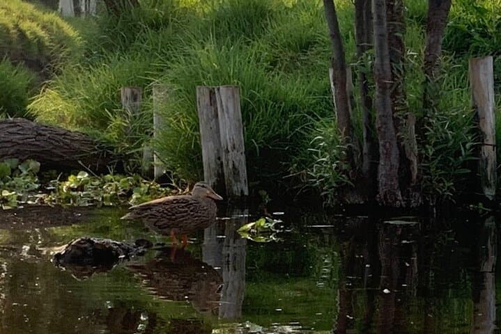 Sunrise Kayak Tour in Xochimilco Canals: Paddle Through Chinampas & Isla de las Muñecas photo 6