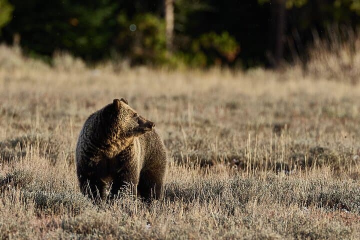 Yellowstone Half-Day Photo Safari: Mammoth, Lamar Valley & Old Faithful in One Morning